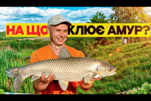 Риболовля на флет-фідер влітку: як зловити амура і підсачити навіть ногою фото
