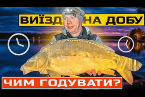 Коропова риболовля на 1 добу: скільки і якого корму давати фото