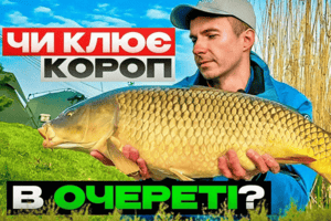 Як ловити монстрів коропів весною: карпфішингові змагання 2024 і неочікуваний результат фото