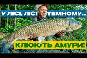 Кобра vs короп: ловля без спомба, годування тільки бойлами фото