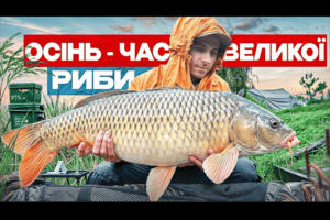Осіння роздача великої риби: ловля коропа на флет-фідер на змаганнях фото